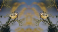 Spejl video