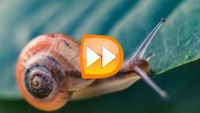 Hastighed video
